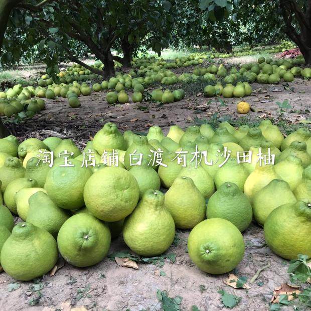 50斤纯甜沙田柚子梅州正宗沙田柚当季现摘老树纯甜无酸味孕妇水果,淘宝优惠券,粉丝福利购,淘宝优惠卷
