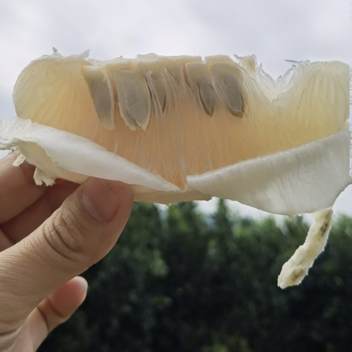 50斤纯甜沙田柚子梅州正宗沙田柚当季现摘老树纯甜无酸味孕妇水果,淘宝优惠券,粉丝福利购,淘宝优惠卷