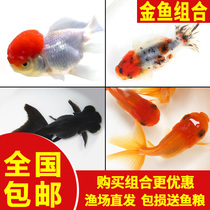 Bag Live Goldfish Live Fish Ornamental Fish Small Freshwater New Hands Good Breeder Cold Water Small Fish Living Small Goldfish Red Lion Thu