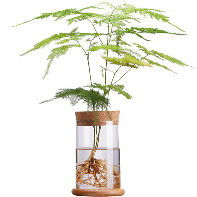 禾叶色水培植物盆栽室内文竹罗汉松小盆景柏竹办公室绿植净化空气 虎窝淘