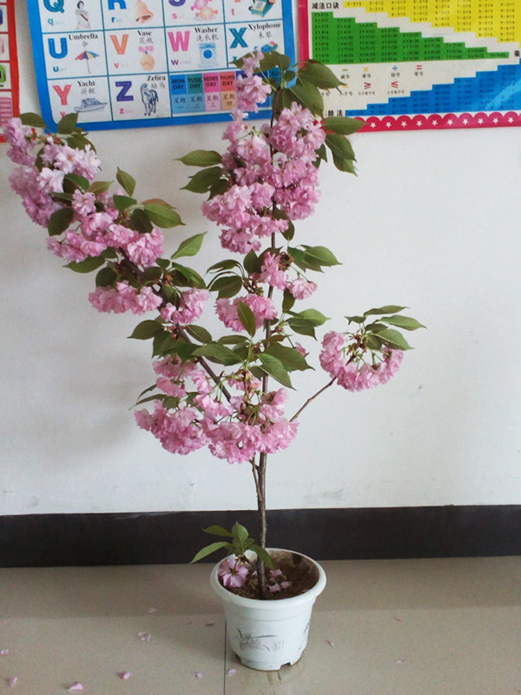 樱花树苗日本樱花苗盆栽庭院种植耐寒大型风景树开花绿化树包成活-图1