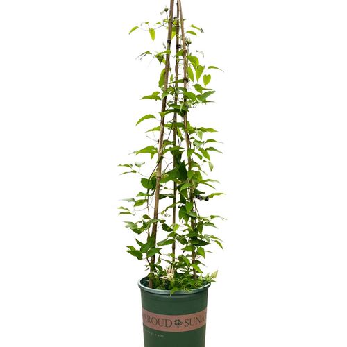 2加仑铁线莲大苗带花苞乌托邦爬藤攀爬植物庭院耐寒花卉盆栽庭院 - 图3