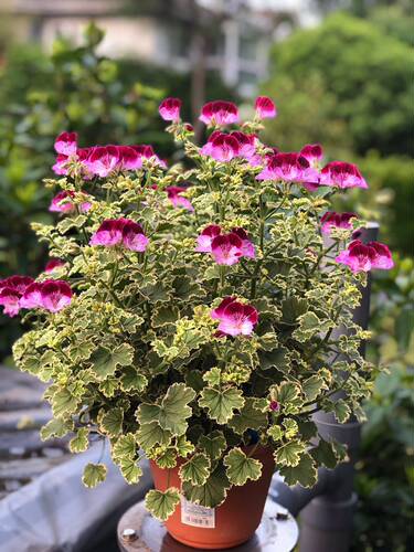 【多美丽花卉】彩叶天竺葵枝条，没有根 - 图1