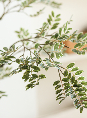 黄杨树装饰仿真植物落地仿真树
