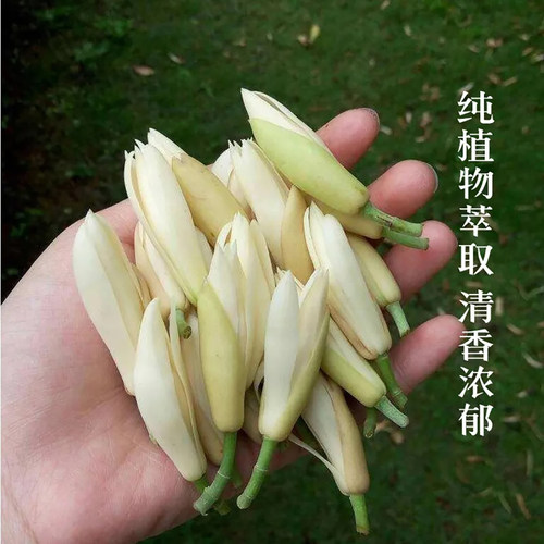 现摘白玉兰花新鲜花朵缅桂花黄角兰花闻香办公室内专用做纯露泡酒 - 图1