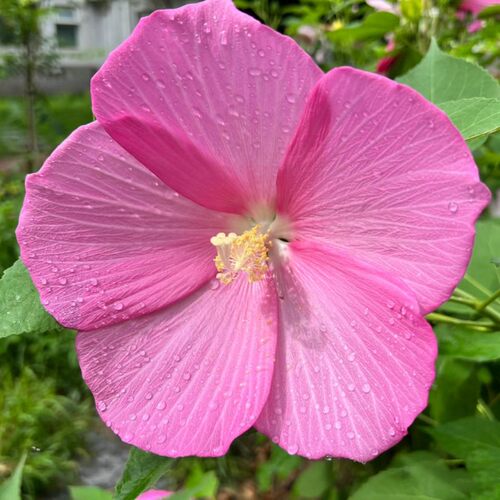芙蓉葵成品大苗盆栽花卉大花型花开比脸大花园阳台多年生耐热耐寒 - 图3