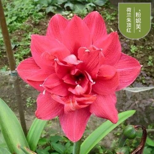 祥瑞花卉进口大花朱顶红盆栽带花苞花期长室内外耐寒植物年宵花 - 图0