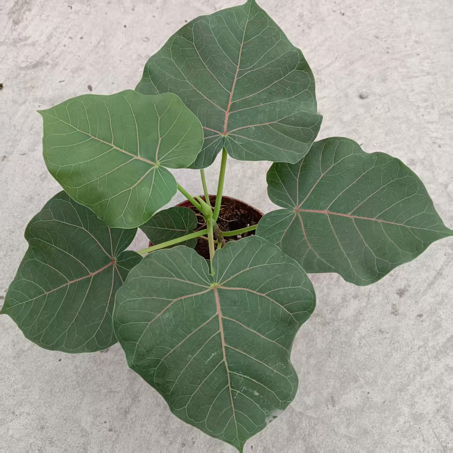 心叶榕锦花叶橡皮树琴叶榕牛奶榕花卉室内观叶植物盆栽包邮好养 - 图1