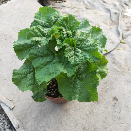 蜀葵盆栽大盆花苗带花苞多年生耐热耐旱花园阳台花镜植物花卉包邮 - 图3