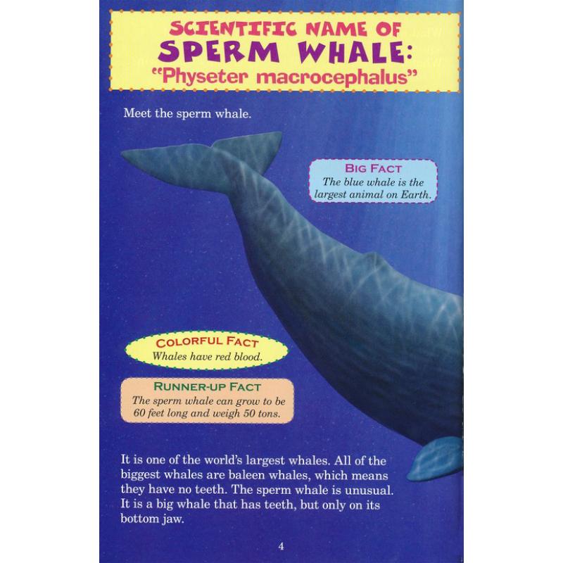 Who Would Win 15册 猜猜谁会赢学乐大比拼 鲸鱼与大型乌贼 英文原版 Whale vs Giant Squid STEM 科普阅读分级读物 Scholast - 图3