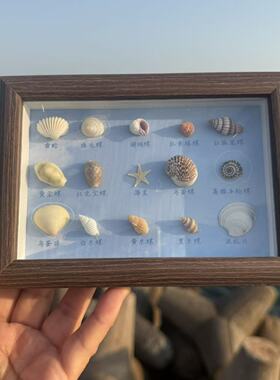 喜莱卡天然贝壳海螺diy制作标本挂画手工艺品摆件相框家居创意