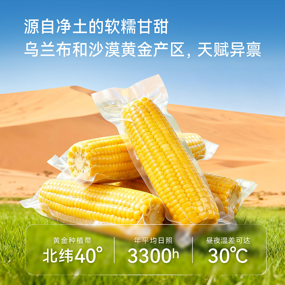 内蒙古沙漠有机黄糯玉米五穗装软糯香甜锁鲜真空包装2025年新货 - 图0