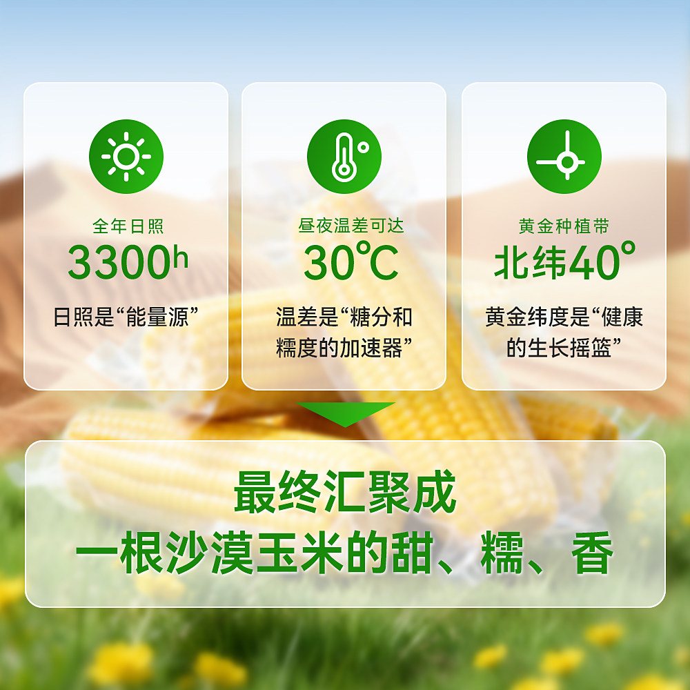 内蒙古沙漠有机黄糯玉米五穗装软糯香甜锁鲜真空包装2025年新货 - 图3