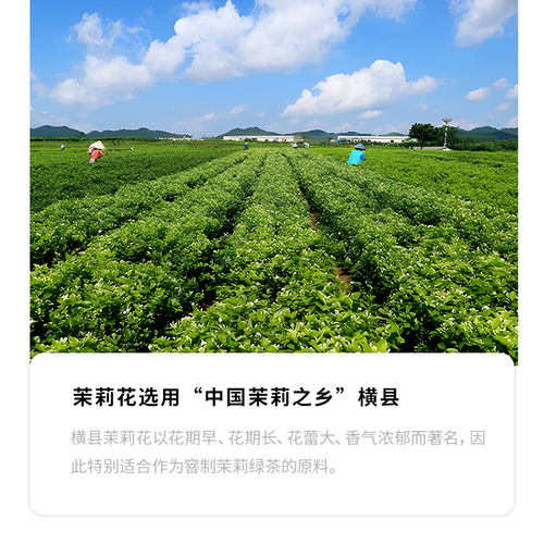 叶岚山茉莉绿茶奶茶店专用茶叶高香茉莉花茶绿妍商用茉莉冰豆浆