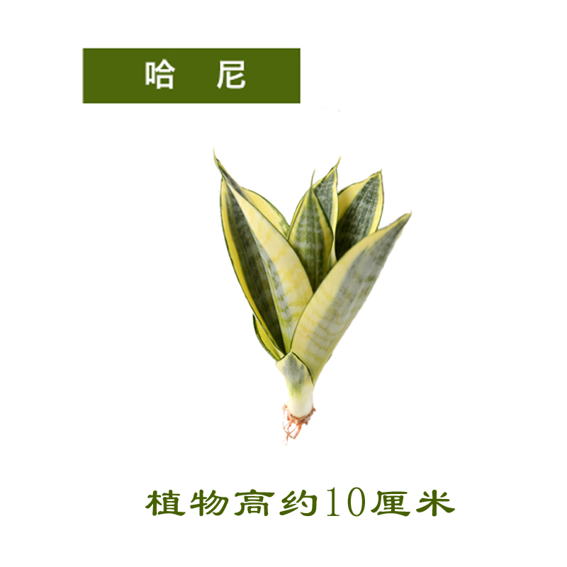 金边虎皮兰黑钻白玉虎耳黄金虎皮兰虎尾兰盆栽净化空气吸甲醛绿植 - 图2