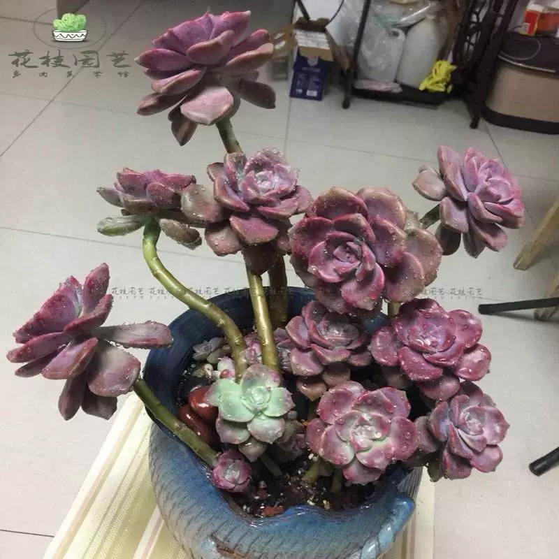 [多肉绿植云南新手盆栽悬崖老桩多头群生状态紫乐 华丽风车]