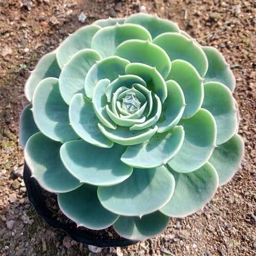 玉蝶老桩多肉植物玉蝶多头群生玉蝶带根大棵莲花座多肉植物单头 - 图1