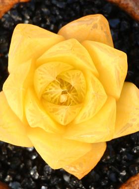 室内云南花卉多肉绿植