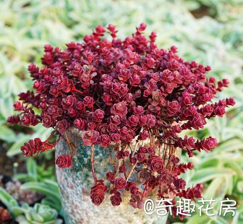 碧玉莲群生多头多肉植物盆栽肉肉新手办公室创意花卉绿植防辐射 - 图2