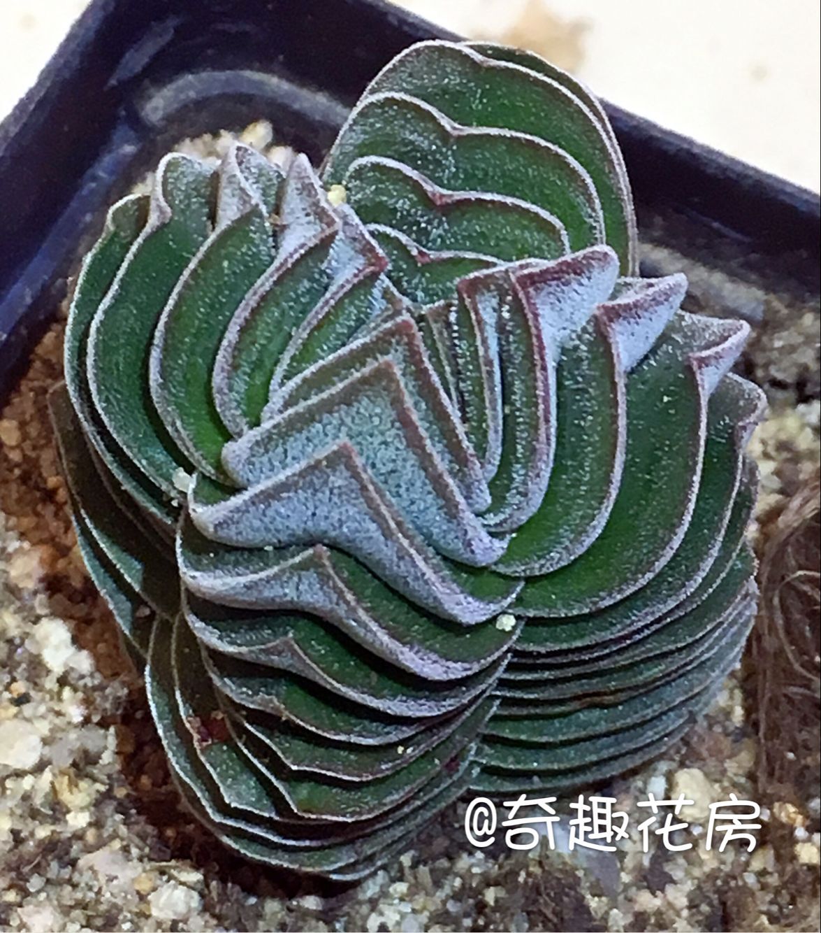 多肉植物【方塔达摩绿塔】丽人青锁龙科玉椿花椿块根玉稚儿银蚕-图2