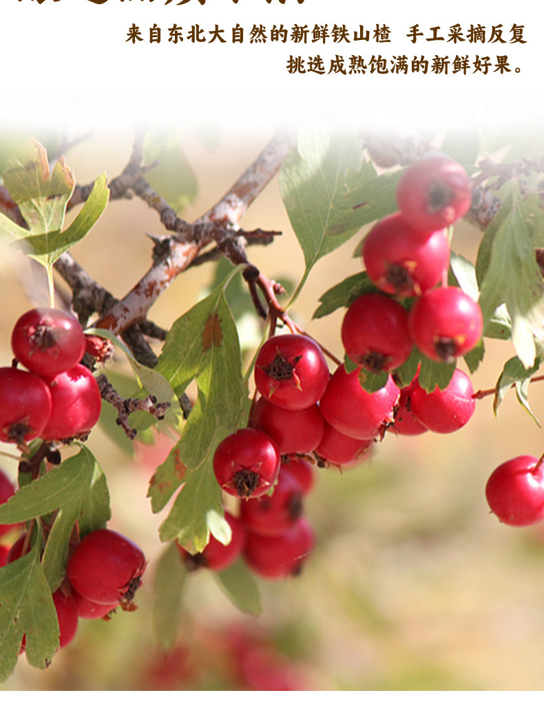 斯葡瑞长白山山楂酒甜型发酵水果酒375m女士酒l微醺酒6度单支,淘宝优惠券,粉丝福利购,淘宝优惠卷