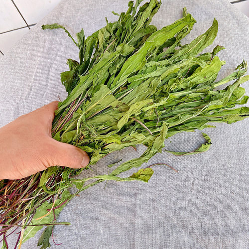 26年新蒲公英草 兔子牧草龙猫豚鼠干草清热解暑消炎去火保健250g - 图0