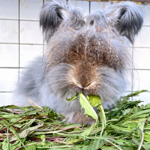 26年新蒲公英草 兔子牧草龙猫豚鼠干草清热解暑消炎去火保健250g - 图2