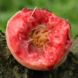 5 косаных персиков крови с фильмами, свежими, выбирая персики красного сердца в сезоне, полную коробку персиков, хрустящие персики, персики, персики