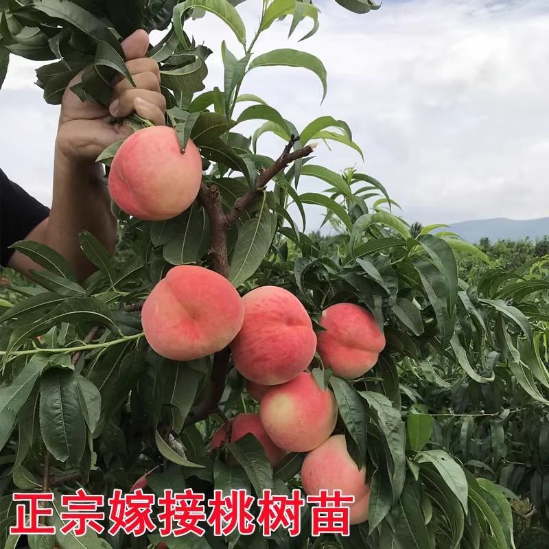 桃树果苗新品种南方北方种植地栽嫁接特大早熟油桃水蜜桃冬桃树苗-图1