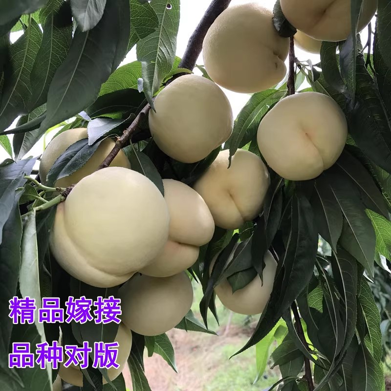 桃树果苗新品种南方北方种植地栽嫁接特大早熟油桃水蜜桃冬桃树苗-图2