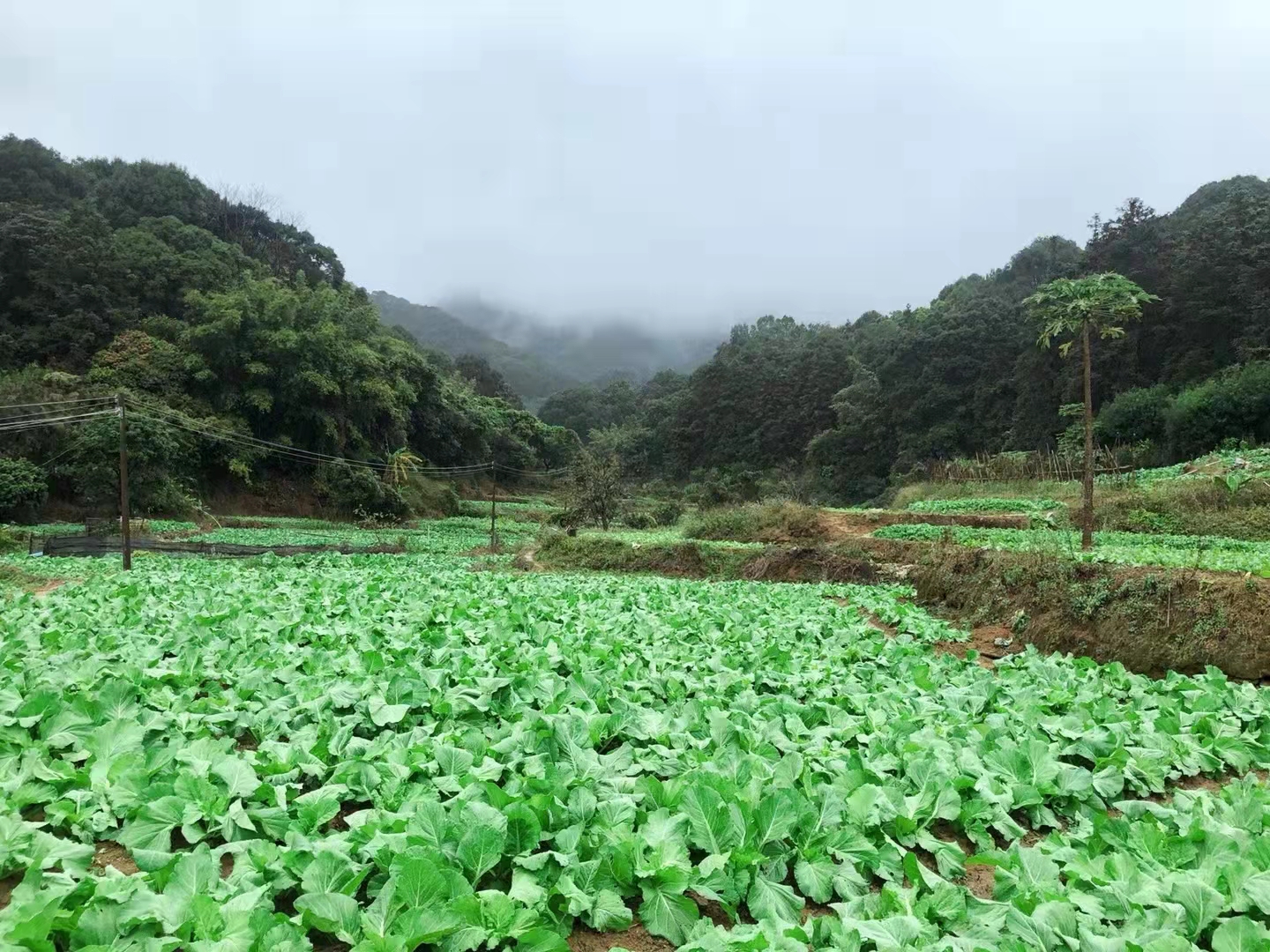 广东特产仙人菜酥醪菜干无添加农家自晒食用芥菜干无污染干货菜类 - 图0