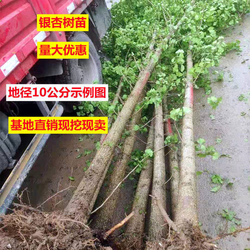 金叶银杏树苗白果活苗庭院别墅绿化苗木行道树银杏大树南北方种植 - 图0