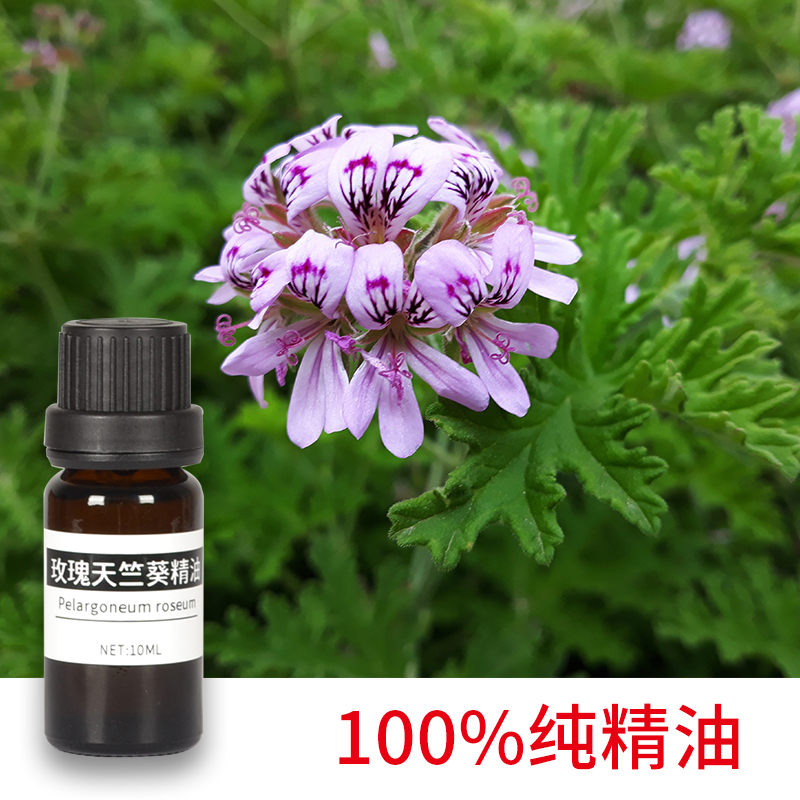 玫瑰天竺葵精油 10ML 纯天然植物单方精油 红润肤色紧致肌肤 香薰 - 图0