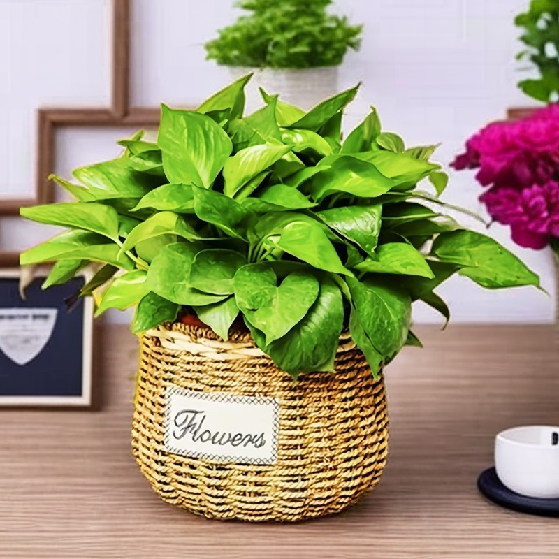 创意田园绿萝蝴蝶兰花盆编织花盆草编花篮藤编花盆插花篮多肉盆栽,淘宝优惠券,粉丝福利购,淘宝优惠卷