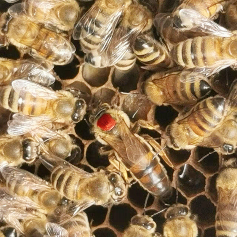 意蜂处王 产卵王 蜂王 蜜王 中蜜一号 卡意 松丹 包邮包活,淘宝优惠券,粉丝福利购,淘宝优惠卷