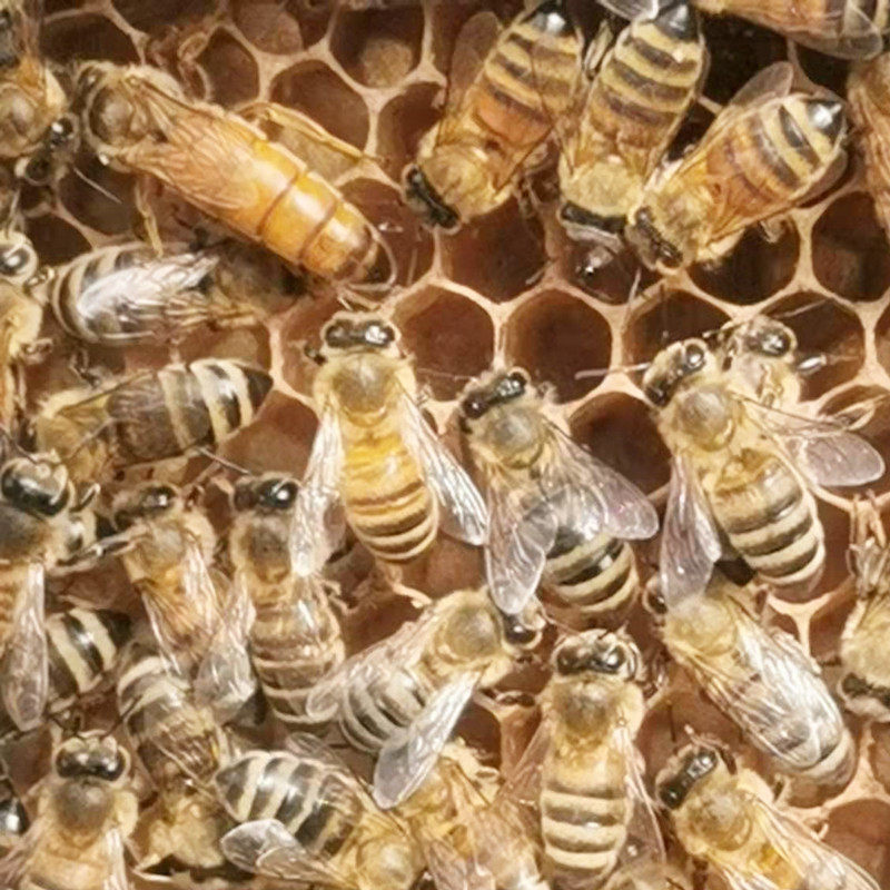 意蜂处王 产卵王 蜂王 蜜王 中蜜一号 卡意 松丹 包邮包活,淘宝优惠券,粉丝福利购,淘宝优惠卷