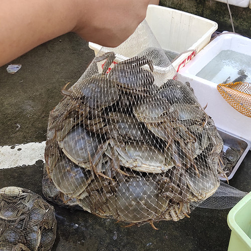 加厚水产网兜网袋装螃蟹生蚝扇贝核桃袋子网兜装大闸蟹专用丝网袋 - 图0
