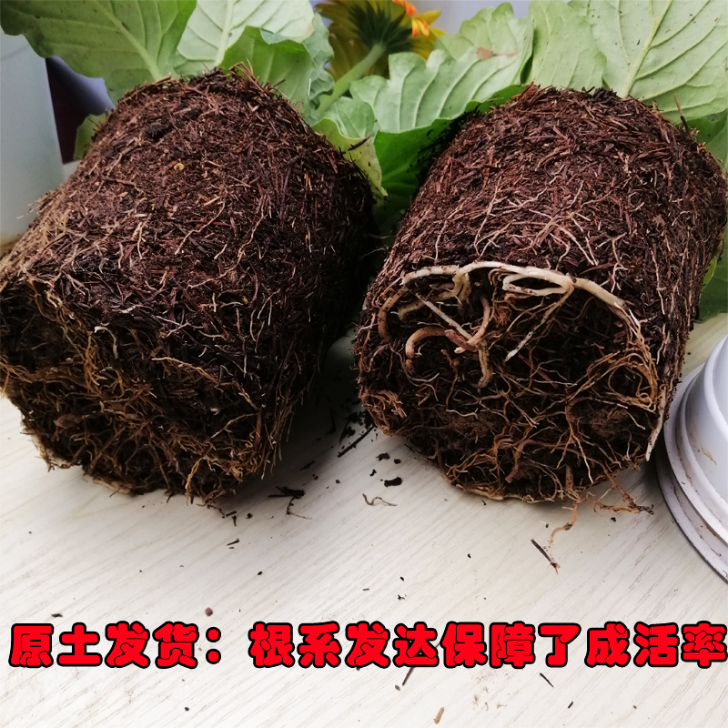 扶郎花盆栽非洲菊盆栽带花发货阳台盆栽花期长带花苞吸甲醛美观 - 图2