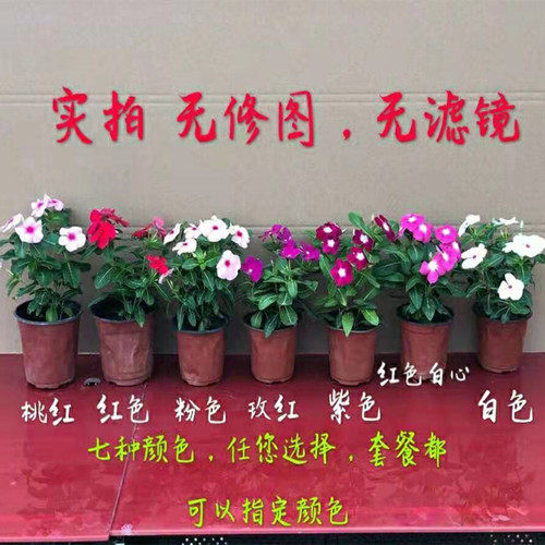 天天开盆栽四季观花长春花五叶梅花苗带花苞发货窗台客厅庭院阳台 - 图0