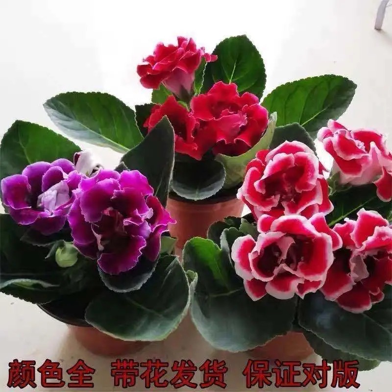 重瓣大岩桐盆栽带花苞花苗富贵芙蓉花卉室内观赏基地直发四季开花 - 图2