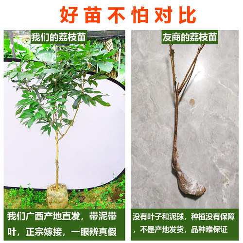荔枝树果苗无核桂味果树妃子笑嫁接果树苗糯米糍大苗庭院南方种植 - 图0