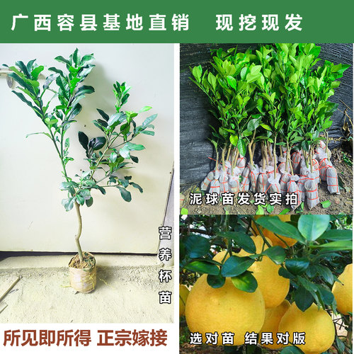 广西容县沙田柚子树苗嫁接果苗桂柚红心蜜柚泰国红宝石青柚苗庭院 - 图0