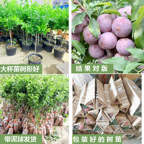 钱排银妃三华李子树苗水果红心三月早熟嫁接特大盆栽地南北方种植-图1