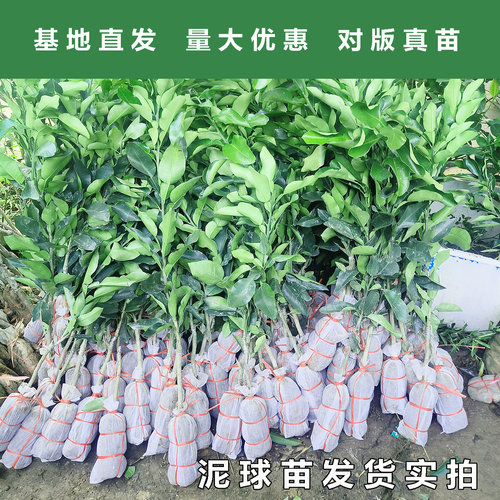 广西容县沙田柚子树苗嫁接果苗桂柚红心蜜柚泰国红宝石青柚苗庭院 - 图2