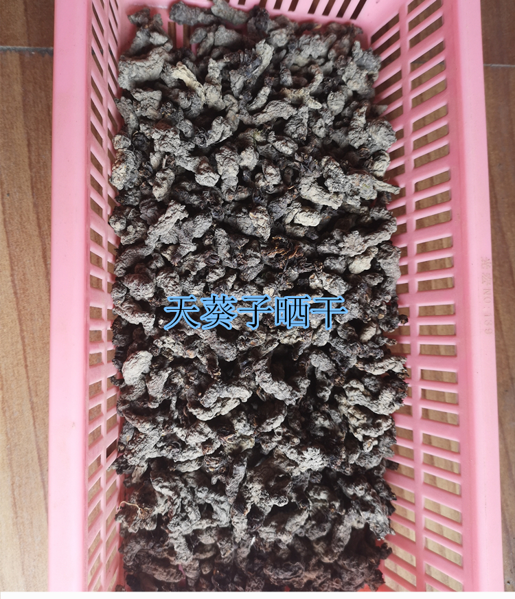 中药材天葵子新鲜现挖千年老鼠屎草药紫背天葵子根散装干品500g - 图3