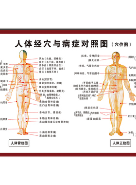 人体十二经络挂图中医十四正经