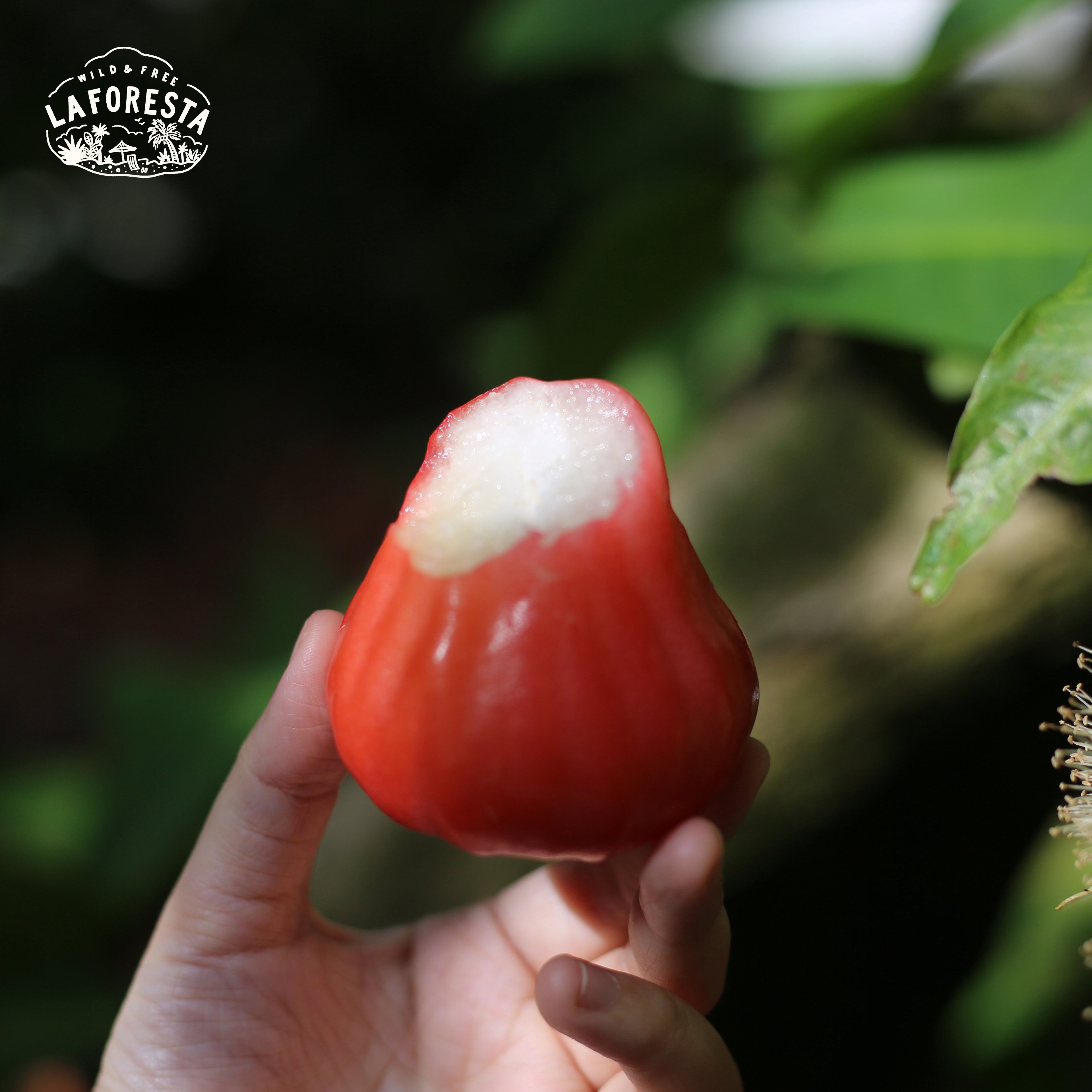 发货慢|laforesta 海南牛奶莲雾 脆甜多汁 12或15枚随机顺丰空运