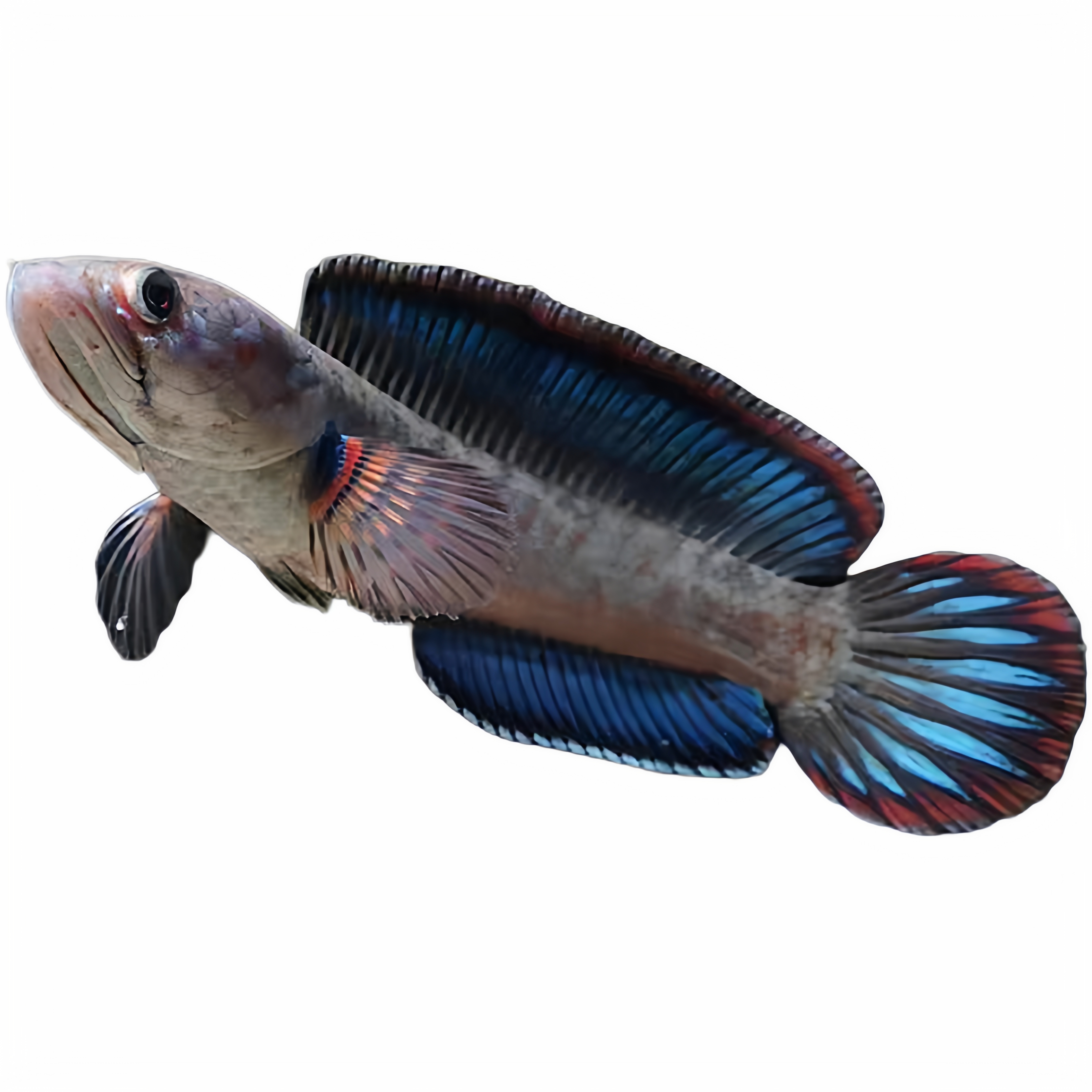 酒红雷龙鱼热带观赏鱼小型凶猛鱼苗血斑奶茶雷龙七彩雷龙活体包邮 - 图3