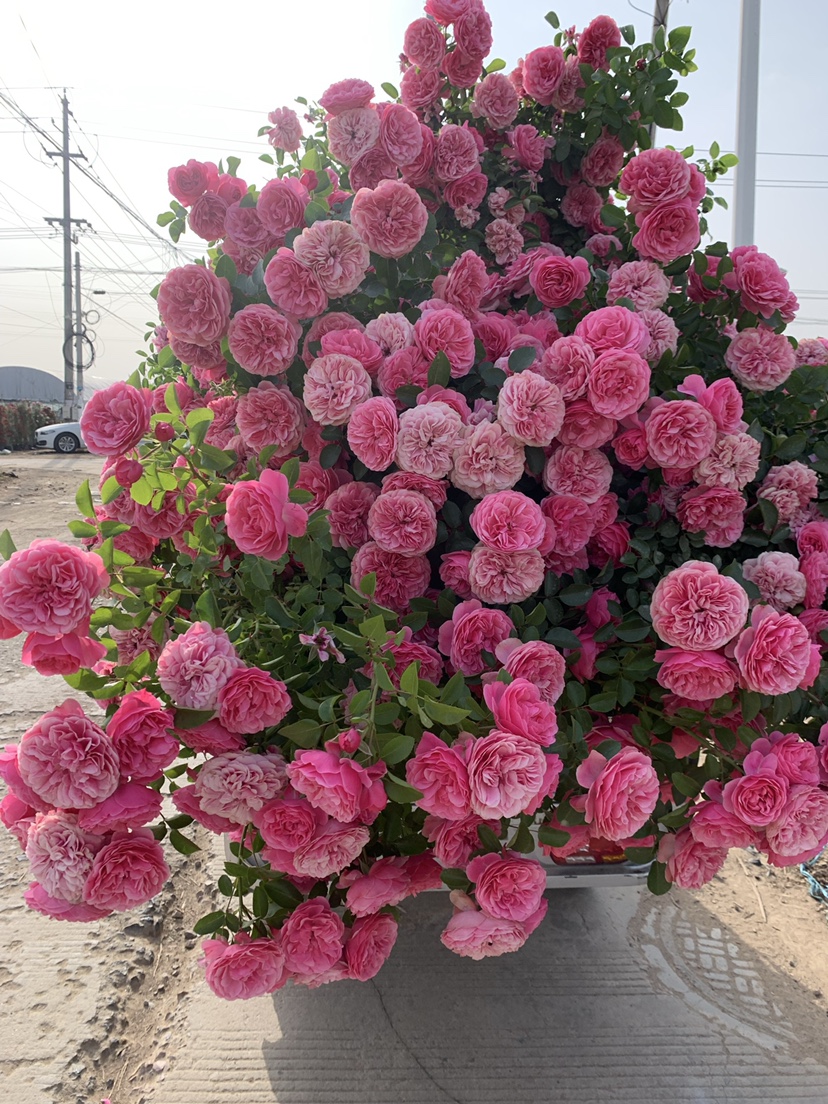 藤本粉色达芬奇月季花苗蔷薇爬藤大花浓香开花粉色玫瑰花四季盆栽 - 图0