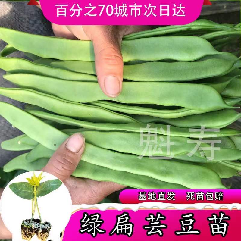 高产青芸豆种苗春秋季架豆宽扁绿芸豆种四季豆爬藤菜种籽蔬菜种孑-图0